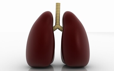 3D illustration  of lungs on white background