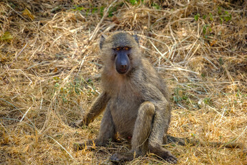 Baboon in Akagera National Park, Rwanda