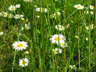 white daisies bloom in the field in summer