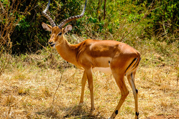Impala in Akagera National Park, Rwanda