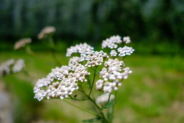 Schafgarbe