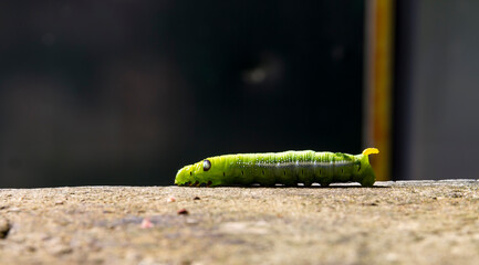Green caterpillar on a brown rock, the sun shines on the caterpillar. Dark blurred background