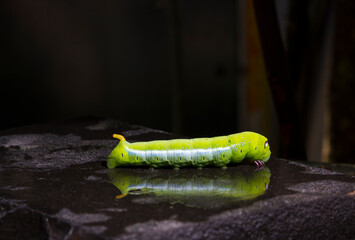 Green caterpillar on a black rock, the sun shines on the caterpillar. Dark blurred background