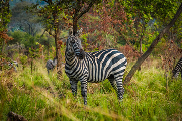 Fototapeta na wymiar Burchall zebra in Akagera National Park, Rwanda