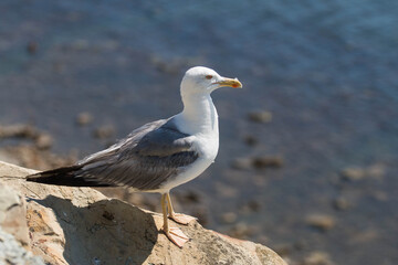 Fototapeta na wymiar bird seagull on the stones of the sea coast