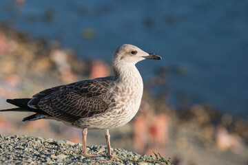 
bird seagull on the stones of the sea coast
