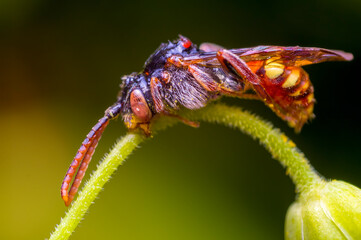 a Little bee insect on a plant in the meadow