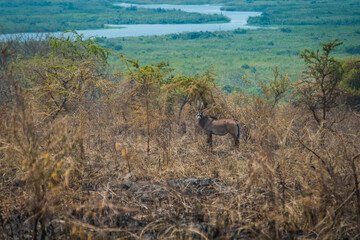 Roan antelope in Akagera National Park, Rwanda