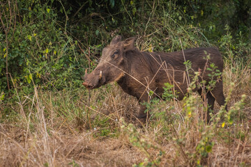 Warthog in Akagera National Park, Rwanda