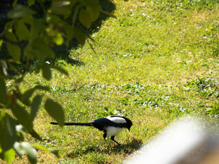 One mag pie with white wings parts and body shooted focused. This bird is looking the ground under...