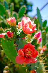 Kaktusblüte