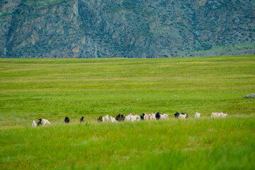 Obraz premium A herd of goats runs towards the mountains along the green grass. Altai animals