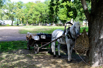 A white horse with wagon tied to a tree. Historic vehicle, transport for the poor.
