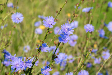 Background from purple meadow flowers. Flowering chicory in the field.