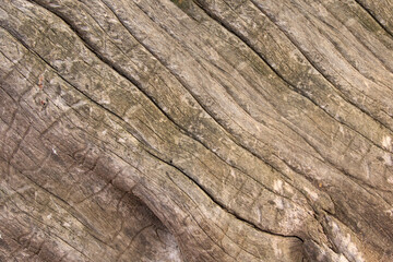 wood texture background