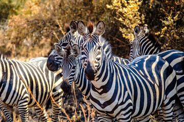 Fototapeta na wymiar Zeal of zebras in Akagera National Park, Rwanda