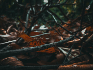 Branches fallen from a tree in summer