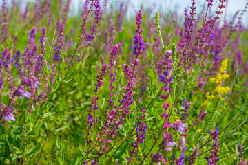 Naklejka premium Luxurious purple flowers on a meadow on a sunny day in Ukraine. Cheerful background. Biodiversity concept.