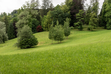 Park with lawn and trees. Natural background