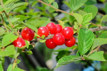 A bunch of red, ripe cherries on a branch with leaves.