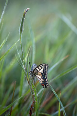 Wonderful butterfly Papilio machaon in the early morning in the dew spread its wings in the grass on the meadow