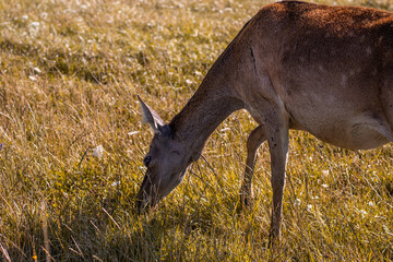 deer eat grass
