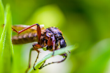 a Little bee insect on a plant in the meadow