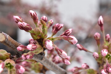 Nearly ready the cherry blossoming in Sapporo Japan