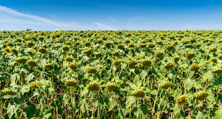 Fototapeta na wymiar Sunflower field in summer