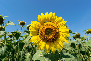 Fototapeta premium Sunflower field in summer