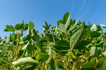 Soybean field in summer