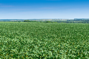 Soybean field in summer