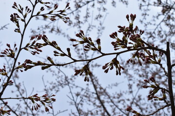 The cherry blossom just before blossoming in Sapporo Japan
