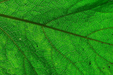 Fresh green leaf texture macro close-up