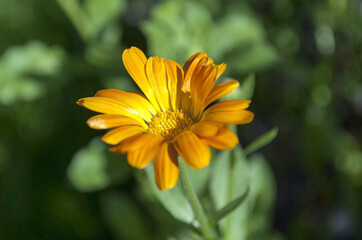Calendula