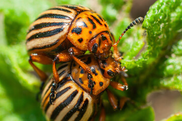Two Colorado beetles mate on a green potato leaf close-up, macro shot