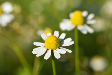 Obraz premium Chamomile. Chamomile field in bloom, Chamomile flowers on a meadow close -up