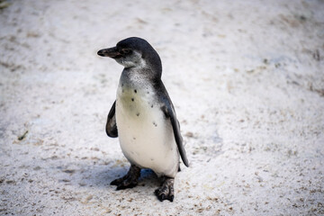 Naklejka premium Humboldt penguin aka Spheniscus humboldti is a South American penguin living mainly in the Pinguino de Humbold National Reserve in the North of Chile