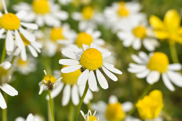 Chamomile. Chamomile field in bloom, Chamomile flowers on a meadow close -up