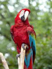 ベニコンゴウインコ