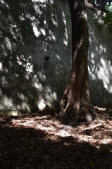 The shadow theatre of the trees under the strong sun in Sapporo Japan