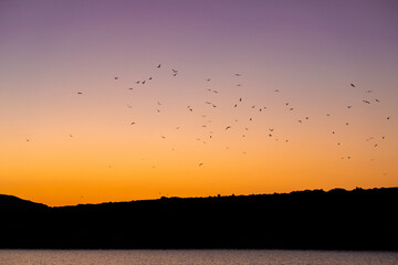 Flock of birds migrating on picturesque orange and purple sky after sunset, seen in a bay on Rineja Island during summer, Greece.
