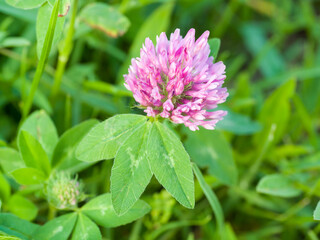 Clover flowers in green grass. Close-up. Summer day