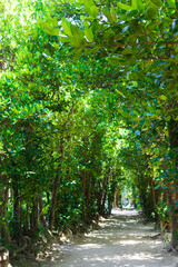 フクギ並木と木漏れ日