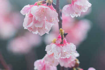 Obraz premium 桜の花