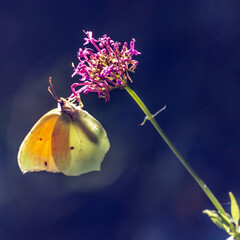 papillon citron de Provence - butterfly © Bernard