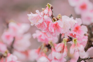 Obraz premium 桜の花