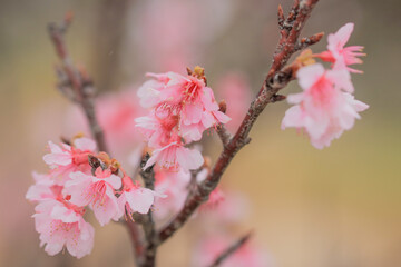 桜の花