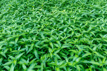 Polygonum persicaria. Redshank plants. Órbigo River, León, Spain.
