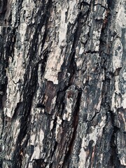 tree bark texture